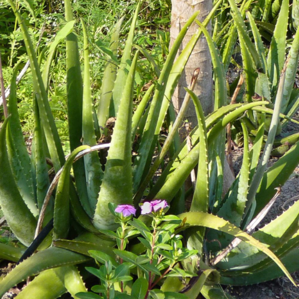 Pharmos Natur Aloe Vera BioUrsaft Begrenzt auf 3 Tage